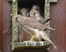 09 junge Turmfalken beim Ausfliegen